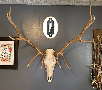 蝦夷鹿hunting trophy（deer skull） 駿*か様 蝦夷鹿hunting trophy（deer skull）2025